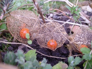 physalis in spring