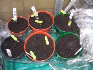 Cucumber seeds