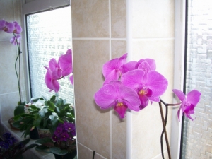 Another one of my Orchids.