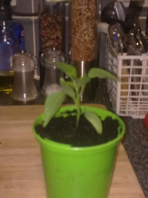 My little Jalapeno