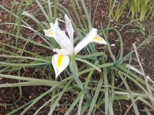 Iris 'White van Vliet' (Iris 'White van Vliet'