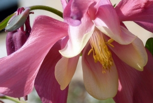 Aquilegia