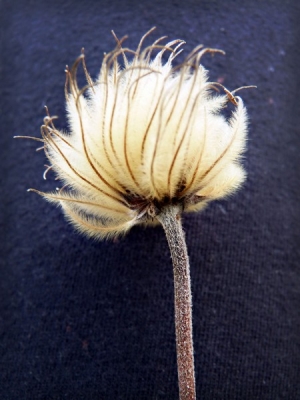 Clematis seed head