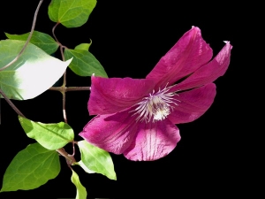 Clematis rouge cardinal