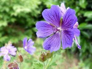 Geranium