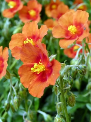 Helianthemum