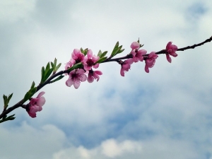 Peach tree blossom