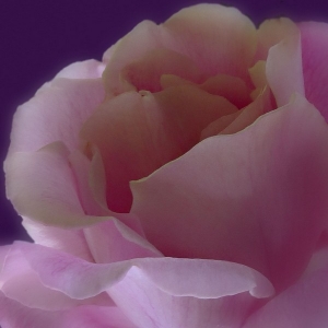 Pink rose