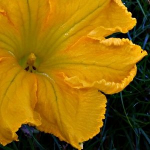 Pumpkin flower