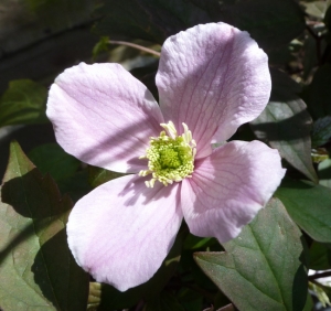 Clematis montana Rubens