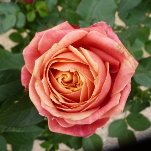 Patio rose