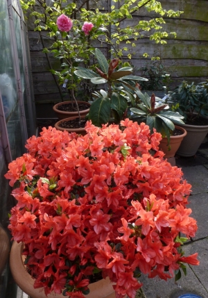 Unnamed Azalea