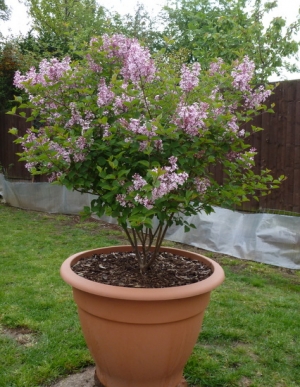 Dwarf Lilac