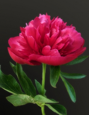 Peony.