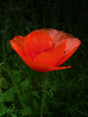 Poppy.