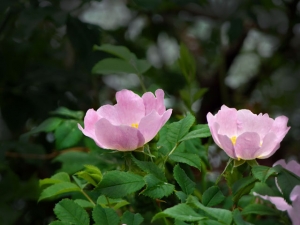 Dog rose.