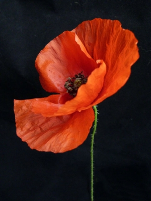 Poppy