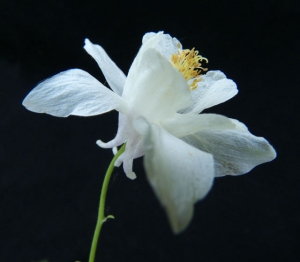 Columbine.