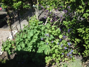 Blue flowers are aquilegia butI have no idea what the plant to the left is.
Behind is...