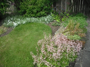 One side of my garden with loads of thyme (white) and London Pride (pink). There is also night...