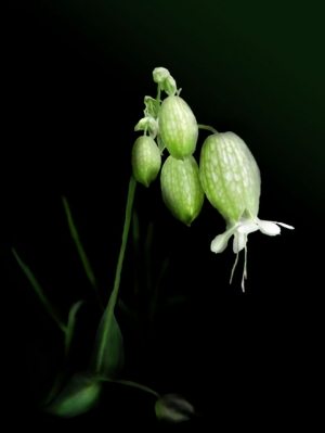 Bladder Campion