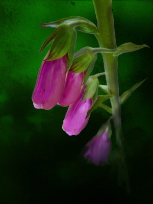 Wild Flowers & Weeds