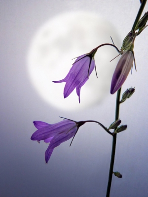 Creeping bellflower