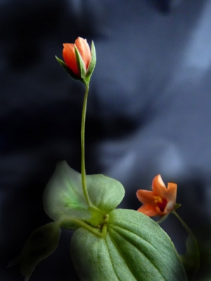 Scarlet Pimpernel