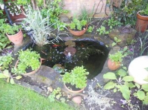 our pond is doing well.