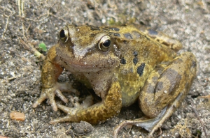 Little visitor in my sunken garden