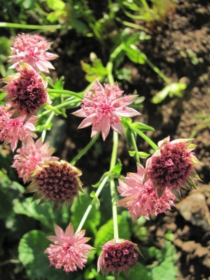 Astrantia major roma