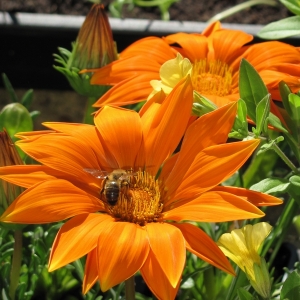 Gazania