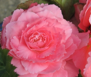 Begonia