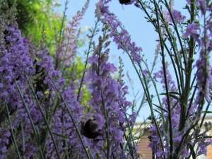 Blue sky through the toadflax!