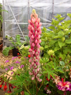 Greenhouse and Garden Plants