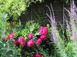 Peonies and toadflax