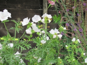 Musk mallow, or malva moschata alba if you want to get posh about it.