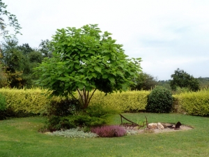 Catalpa Tree.