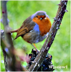 Robin on Rose