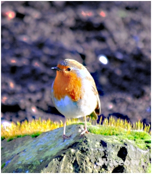 Robin In Cathedral Garden