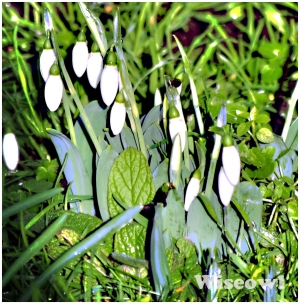 Snowdrops In January