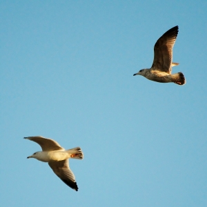 Seagulls Flying High