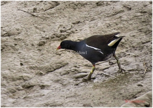 Moorhen