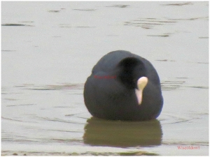 Coot