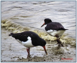 Oyster Catcher