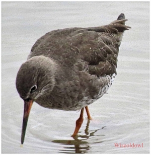 Redshank