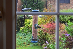 Feont window , bird feeders