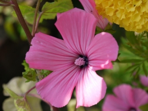 Lavatera Novella Rose - raised from seed