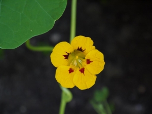 Nasturtium - from seed