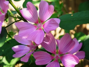 Lavatera Novella Rose - from seed